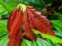 Fliege auf jungen kastanienroten Blättern